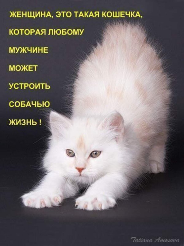 С котиками с надписями