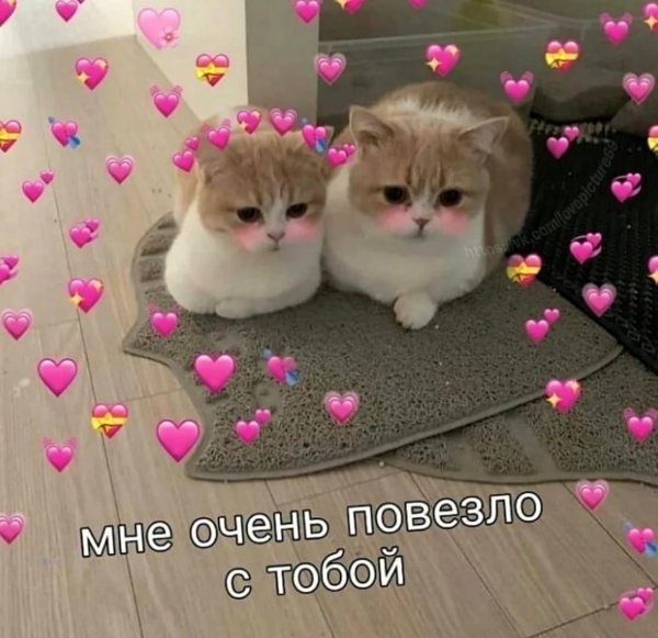 С котиками с надписями