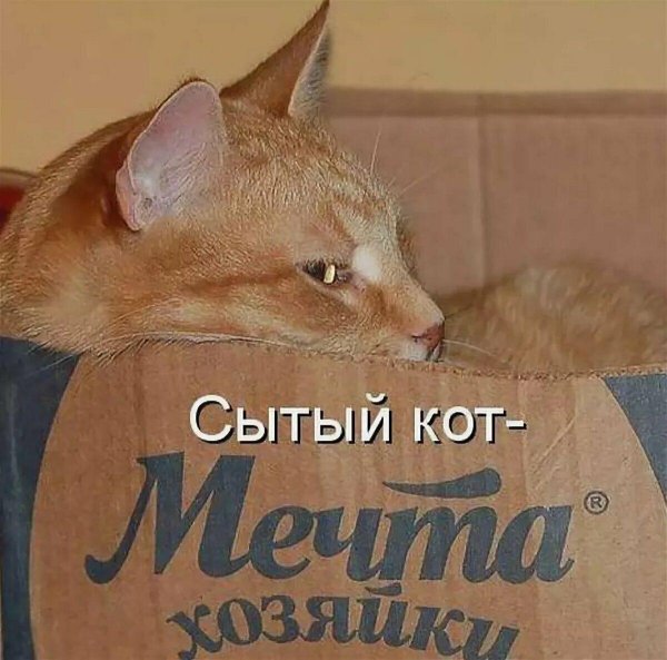 С котиками с надписями