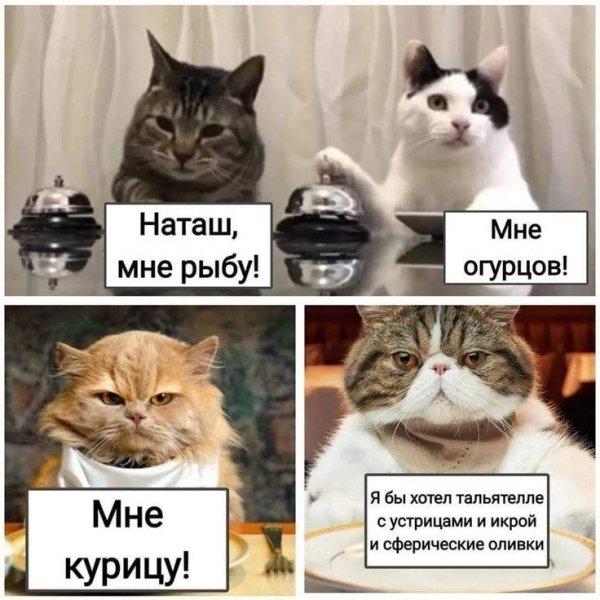 С котиками с надписями