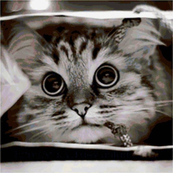 С котиками с надписями