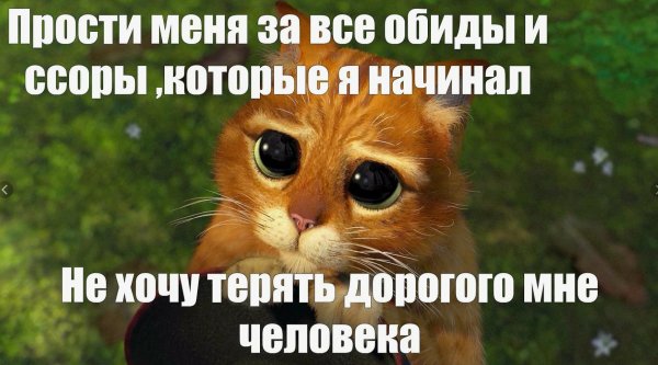 С котиками с надписями