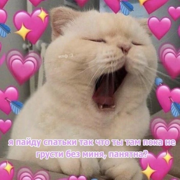 С котиками с надписями