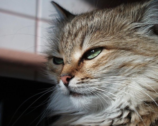 С котиками с надписями