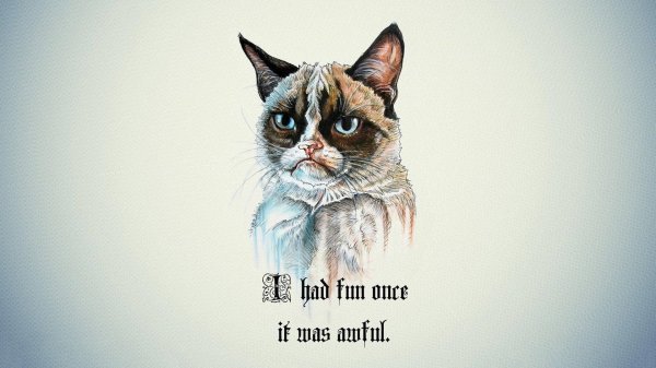 С котиками с надписями