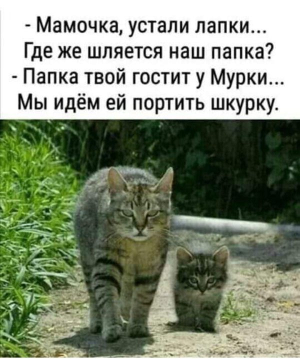 С котиками с надписями