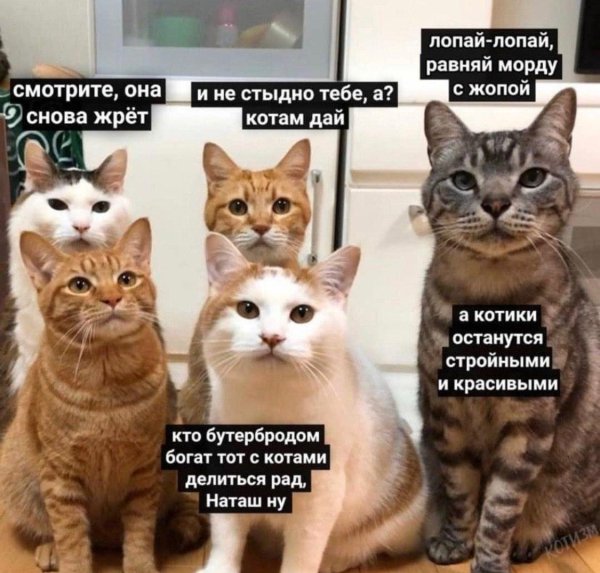 С котиками с надписями
