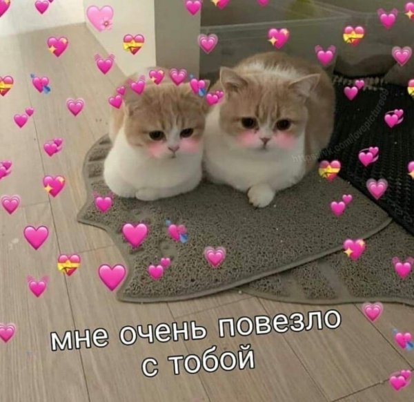 С котиками с надписями