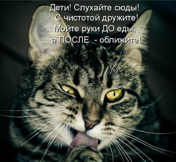 С котиками с надписями