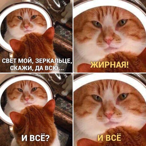 С котиками с надписями
