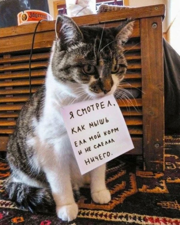 С котиками с надписями