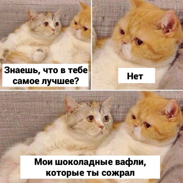 С котиками с надписями