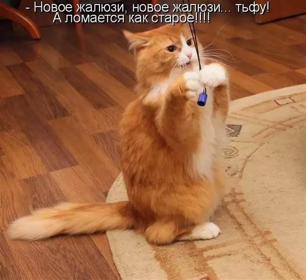 С котиками с надписями