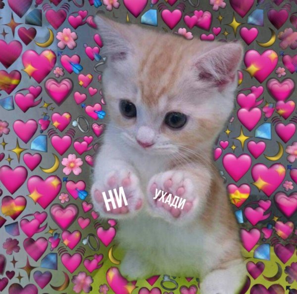 С котиками с надписями