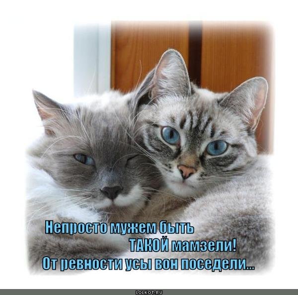 С котиками с надписями