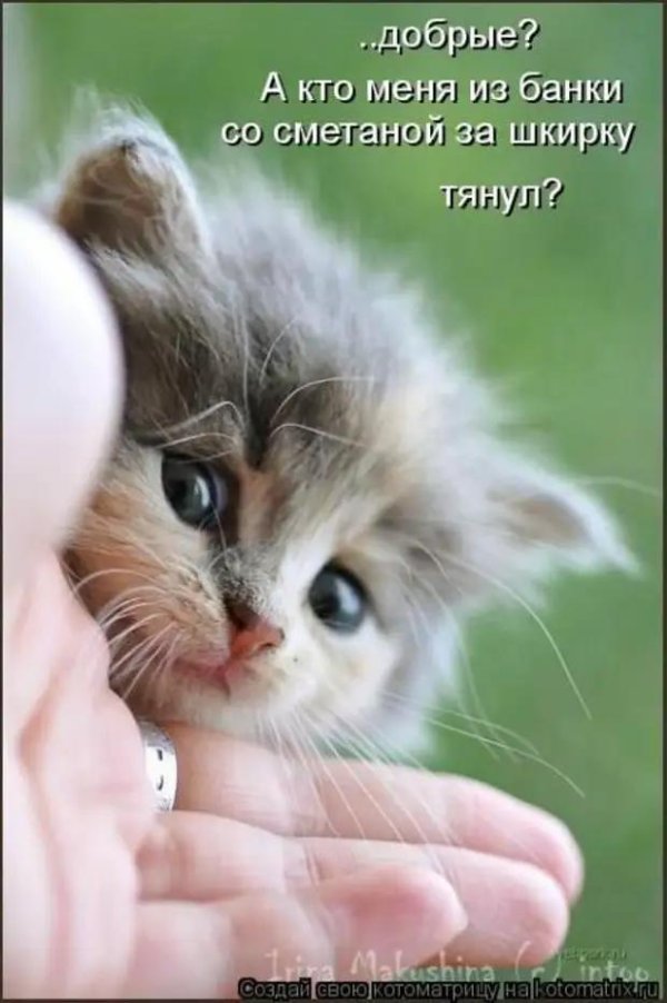 С котиками с надписями