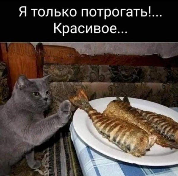 С котиками с надписями