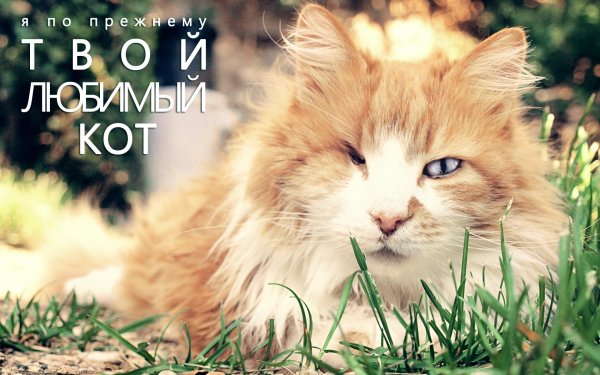 С котиками с надписями