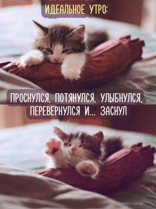 С котиками с надписями