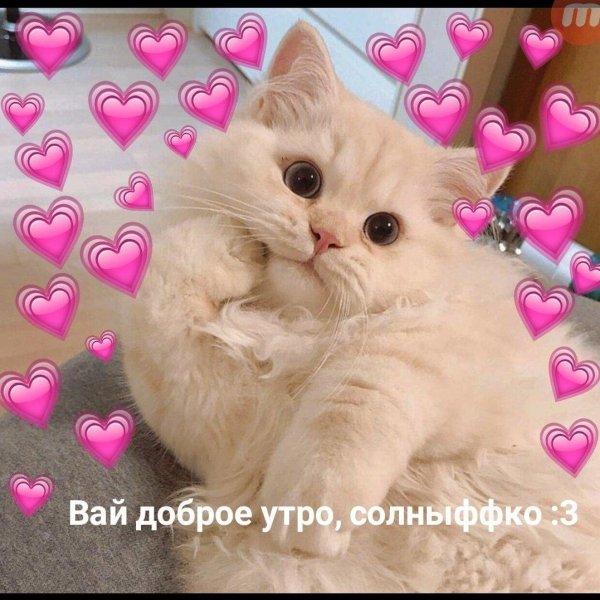 С котиками с надписями