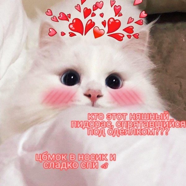 С котиками с надписями