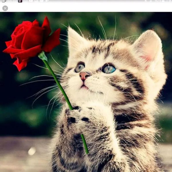 С котиками с надписями