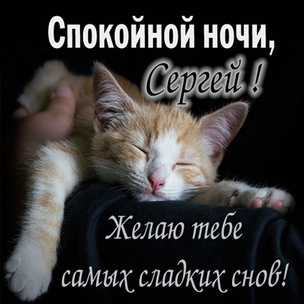 С котиками с надписями