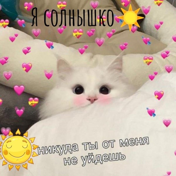 С котиками с надписями