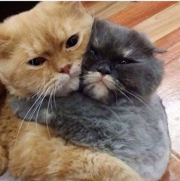 С котиками с надписями