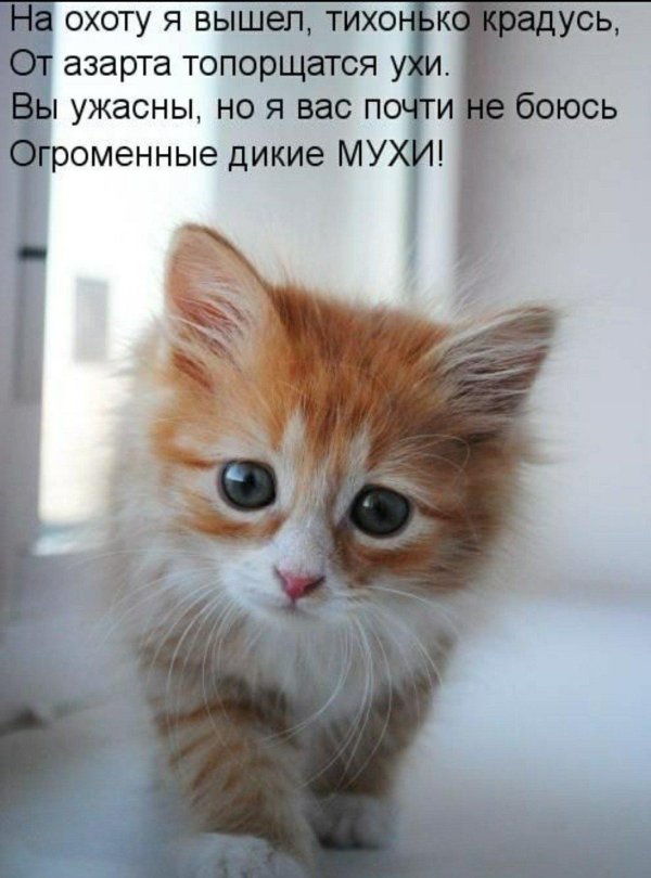 С котиками с надписями