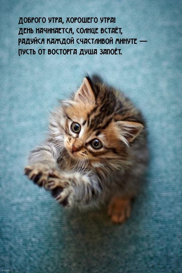 С котиками с надписями