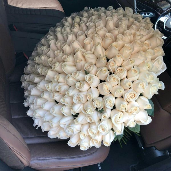 Белые розы букеты большие