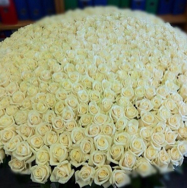 Белые розы букеты большие