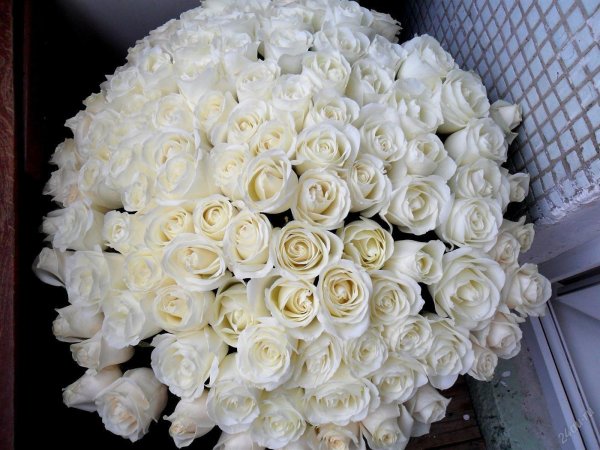 Белые розы букеты большие
