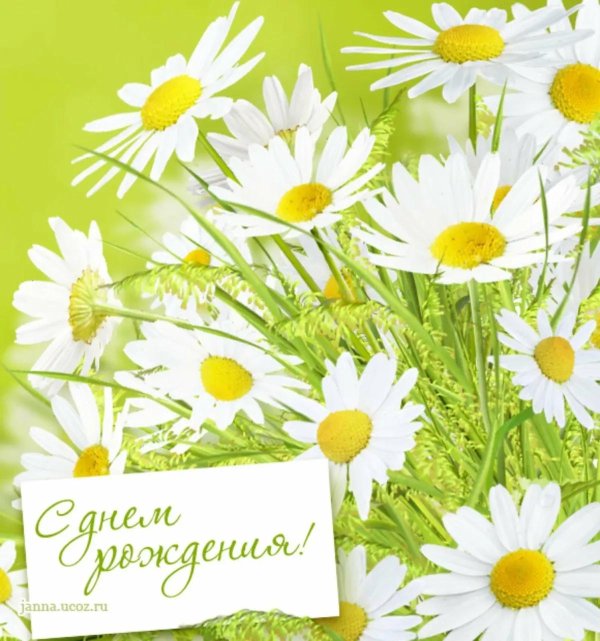 открытка с ромашками