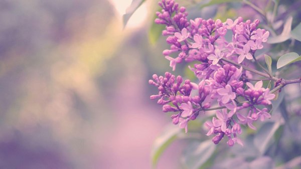 С днем ангела галина с пожеланиями