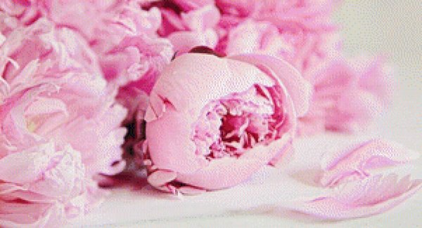 На рабочий стол пионы на весь экран самые