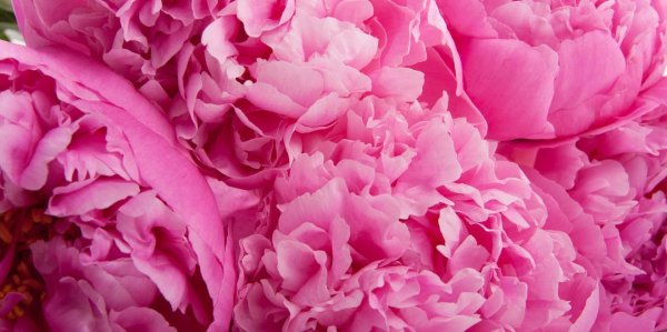 На рабочий стол пионы на весь экран самые