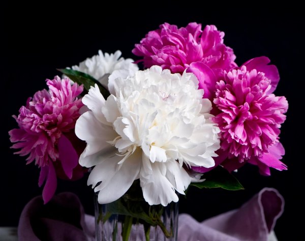 На рабочий стол пионы на весь экран самые