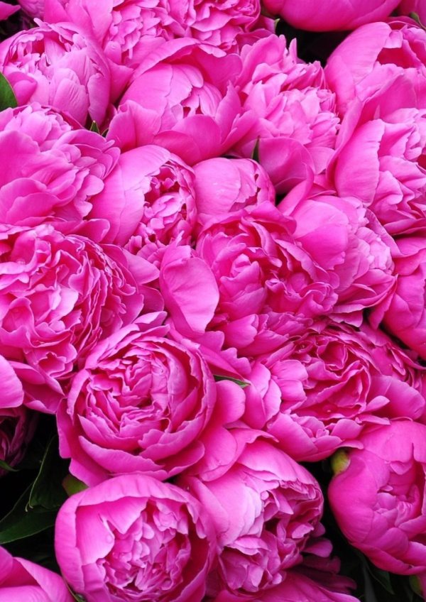 На рабочий стол пионы на весь экран самые