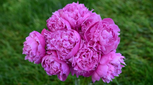 На рабочий стол пионы на весь экран самые