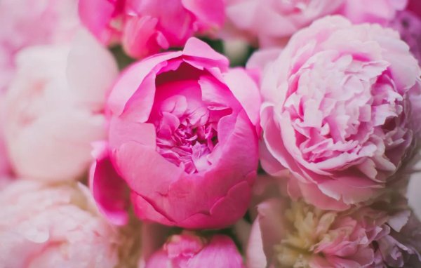 На рабочий стол пионы на весь экран самые