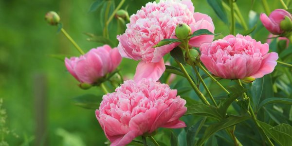 На рабочий стол пионы на весь экран самые