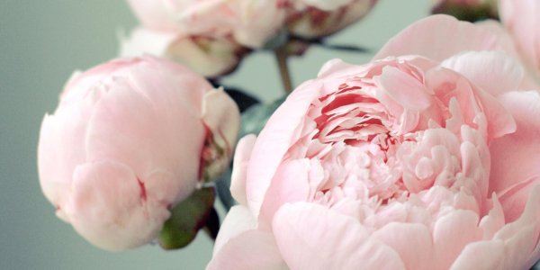 На рабочий стол пионы на весь экран самые