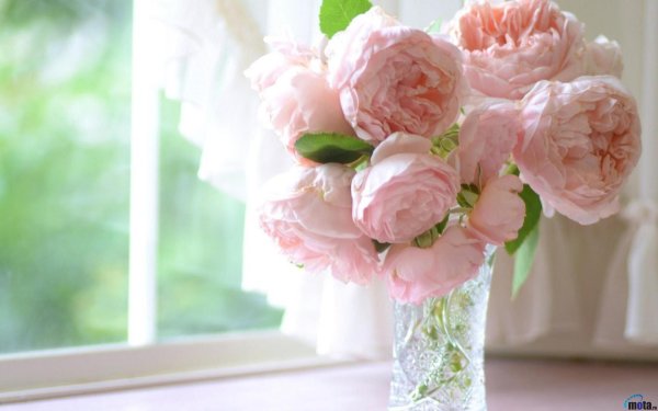 На рабочий стол пионы на весь экран самые