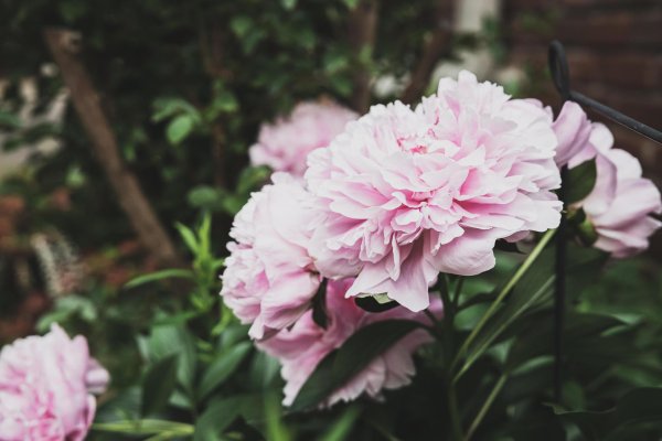 На рабочий стол пионы на весь экран самые