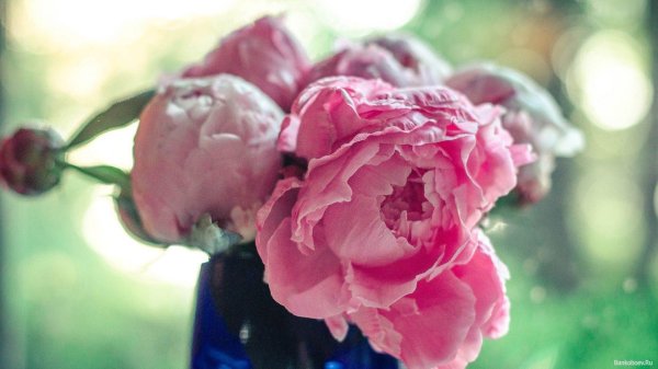 На рабочий стол пионы на весь экран самые