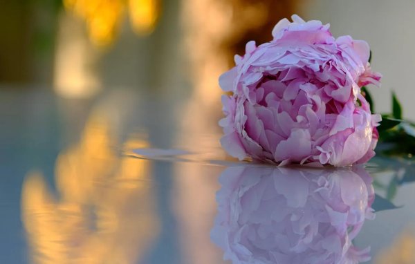 На рабочий стол пионы на весь экран самые