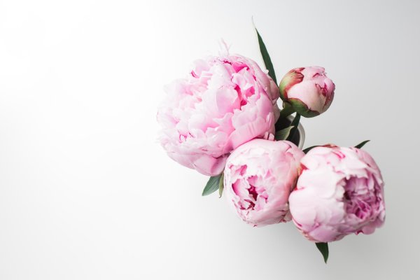 На рабочий стол пионы на весь экран самые