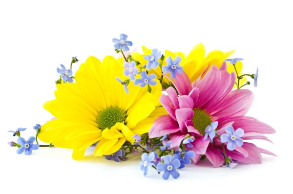 красивые цветы без фона